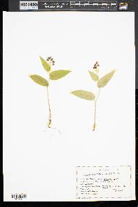 Maianthemum canadense image