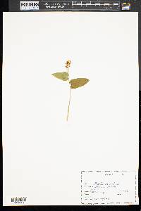 Maianthemum canadense image