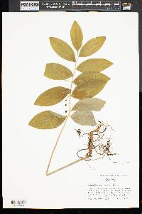 Polygonatum pubescens image