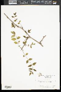 Zanthoxylum americanum image