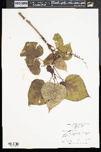 Populus candicans image