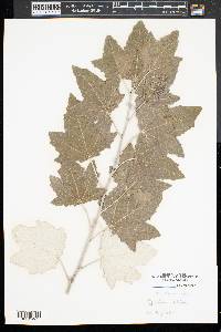 Populus alba image