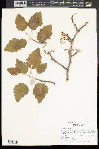 Populus alba image