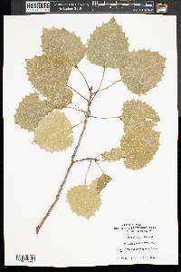 Populus grandidentata image