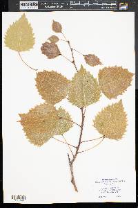 Populus grandidentata image