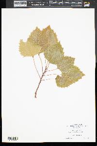 Populus grandidentata image