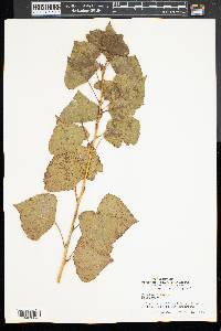 Populus nigra image