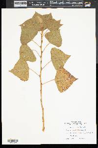 Populus nigra image