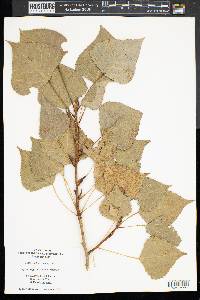 Populus nigra image