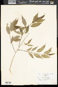 Salix amygdaloides image