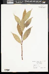 Salix lucida image