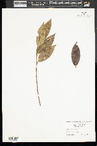 Salix pentandra image