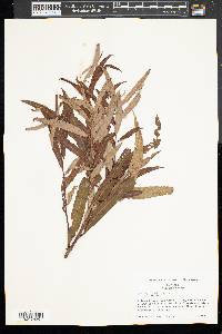 Salix caroliniana image