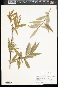 Salix caroliniana image