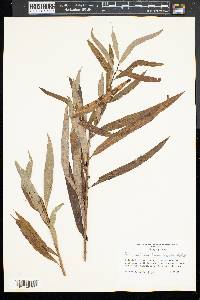 Salix caroliniana image