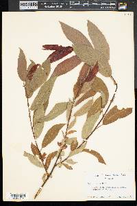 Salix rigida image