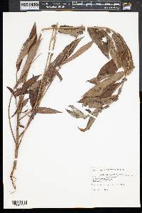 Salix rigida image