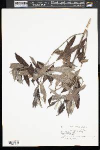 Salix rigida image