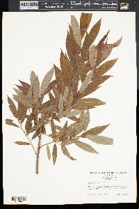 Salix rigida image