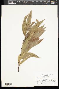 Salix rigida image