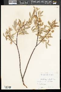 Salix sericea image