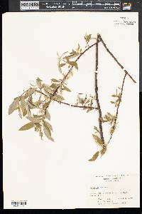 Salix sericea image