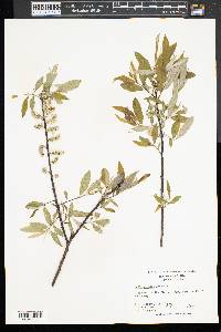 Salix sericea image