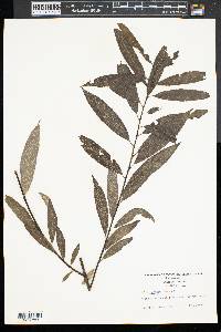 Salix sericea image