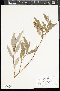 Salix sericea image