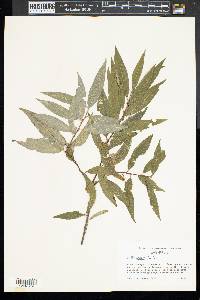 Salix sericea image