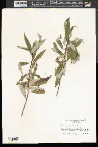 Salix sericea image