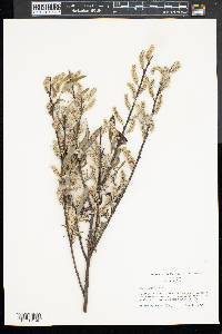 Salix sericea image