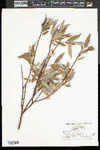 Salix sericea image