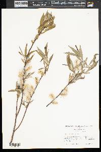 Salix sericea image