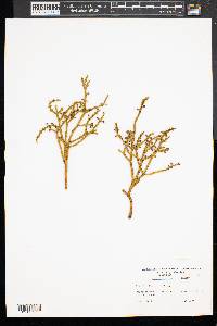 Phoradendron californicum image