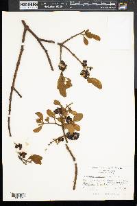 Phoradendron leucarpum subsp. leucarpum image