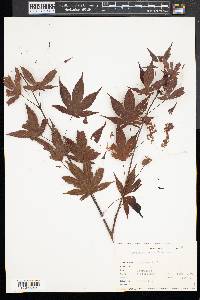 Acer palmatum image