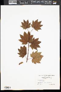 Acer circinatum image