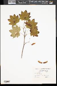 Acer circinatum image