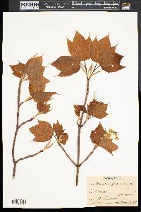 Acer pensylvanicum image