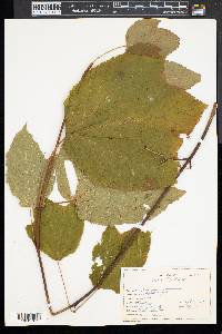 Acer pensylvanicum image