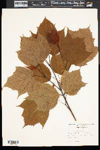 Acer pensylvanicum image