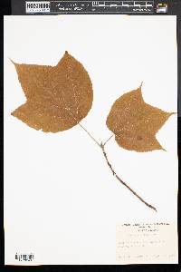 Acer pensylvanicum image