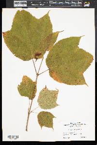 Acer pensylvanicum image