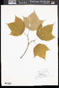 Acer pensylvanicum image