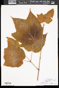 Acer pensylvanicum image