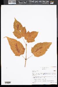 Acer pensylvanicum image