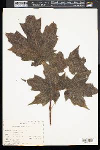 Acer platanoides image