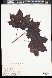 Acer platanoides image