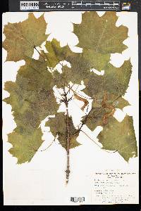 Acer platanoides image